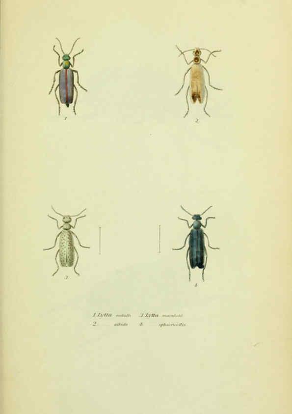 Reproducción/Reproduction 6026021445: American entomology. v.1. Boston :Estes & Lauriat,[1859?] 