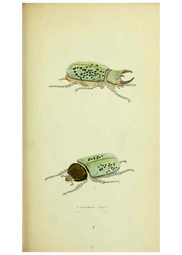 Reproducción/Reproduction 6026577048: American entomology. v.1. Boston :Estes & Lauriat,[1859?] 