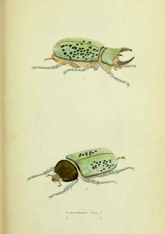 Reproducción/Reproduction 6026577048: American entomology. v.1. Boston :Estes & Lauriat,[1859?] 