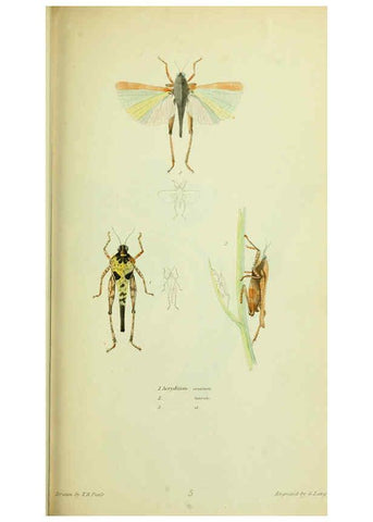 Reproducción/Reproduction 6026577306: American entomology. v.1. Boston :Estes & Lauriat,[1859?] 