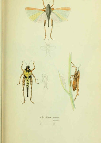 Reproducción/Reproduction 6026577306: American entomology. v.1. Boston :Estes & Lauriat,[1859?] 