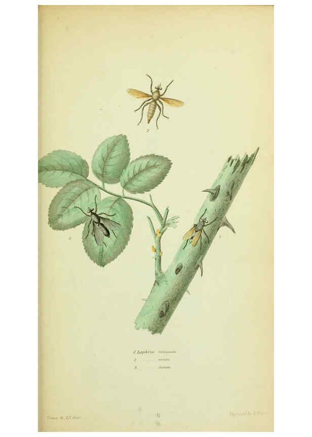 Reproducción/Reproduction 6026022387: American entomology. v.1. Boston :Estes & Lauriat,[1859?] 