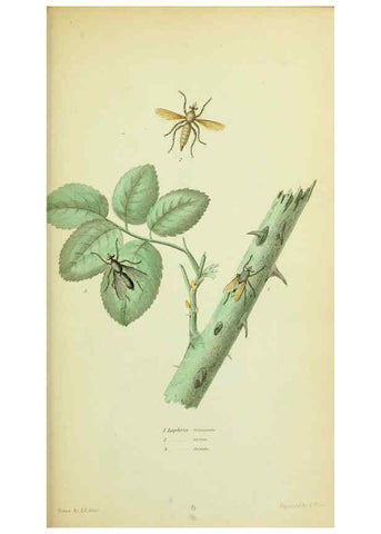 Reproducción/Reproduction 6026022387: American entomology. v.1. Boston :Estes & Lauriat,[1859?] 