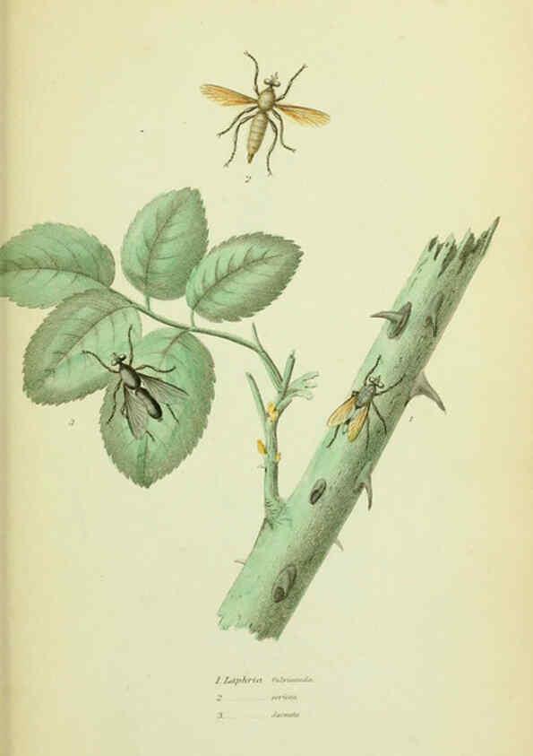 Reproducción/Reproduction 6026022387: American entomology. v.1. Boston :Estes & Lauriat,[1859?] 