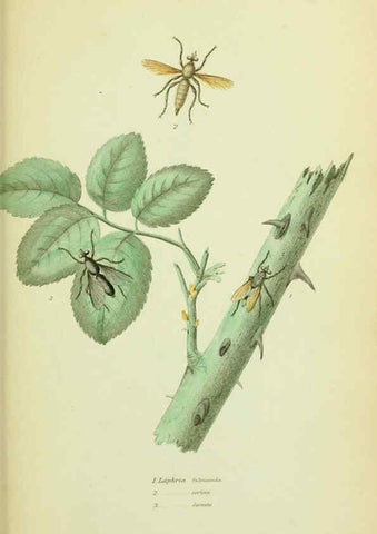 Reproducción/Reproduction 6026022387: American entomology. v.1. Boston :Estes & Lauriat,[1859?] 
