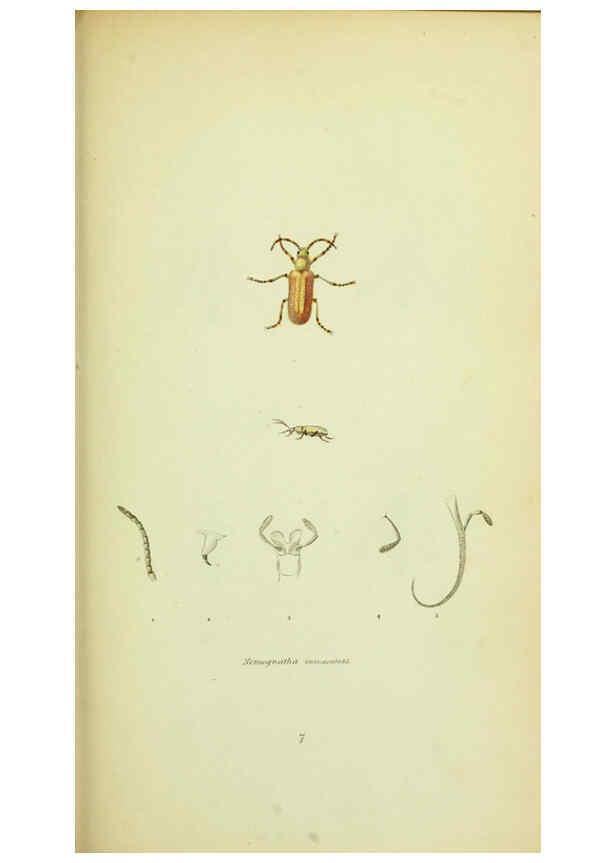 Reproducción/Reproduction 6026022743: American entomology. v.1. Boston :Estes & Lauriat,[1859?] 