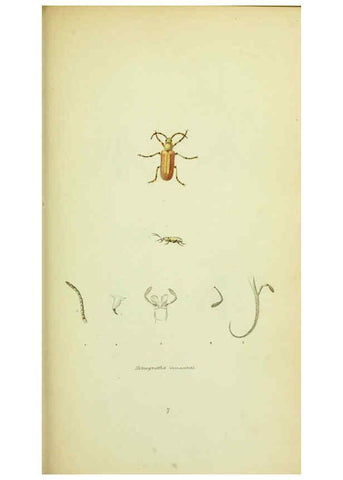 Reproducción/Reproduction 6026022743: American entomology. v.1. Boston :Estes & Lauriat,[1859?] 