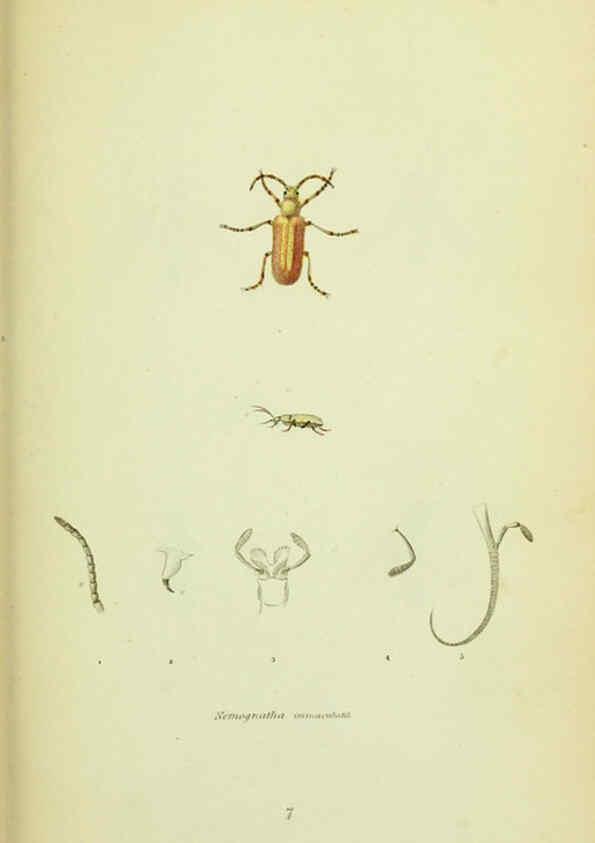 Reproducción/Reproduction 6026022743: American entomology. v.1. Boston :Estes & Lauriat,[1859?] 