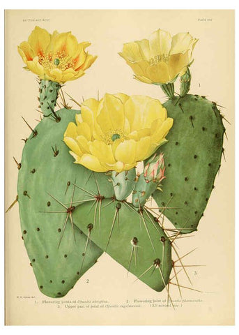 Reproducción/Reproduction 6025953875: The Cactaceae. v.1. Washington :Carnegie Institution of Washington,1919-1923