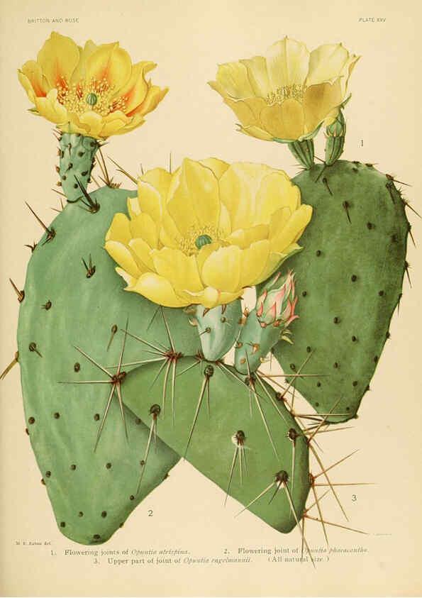 Reproducción/Reproduction 6025953875: The Cactaceae. v.1. Washington :Carnegie Institution of Washington,1919-1923