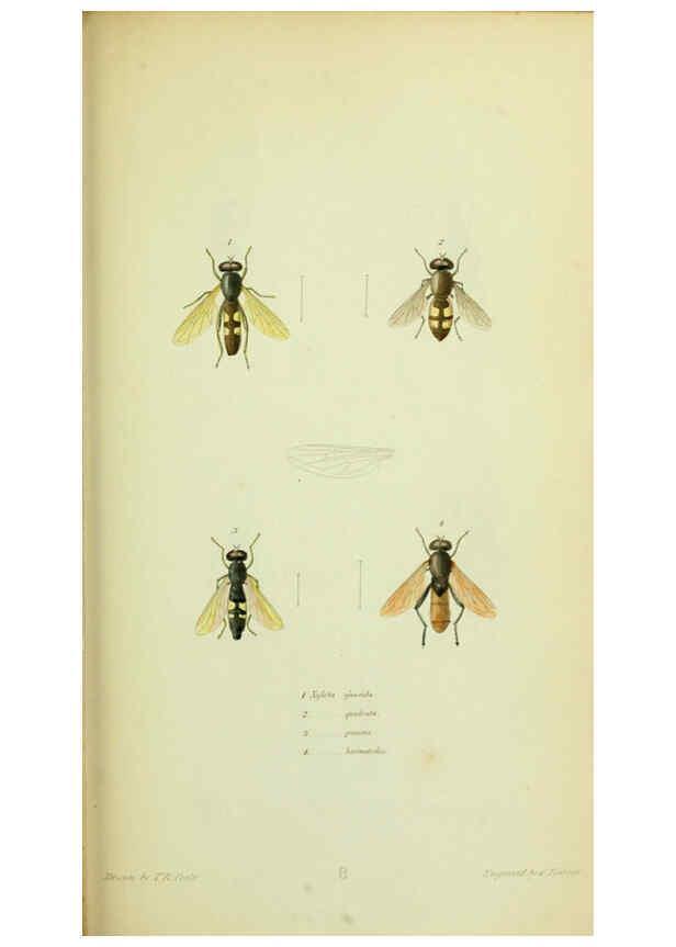 Reproducción/Reproduction 6026022969: American entomology. v.1. Boston :Estes & Lauriat,[1859?] 