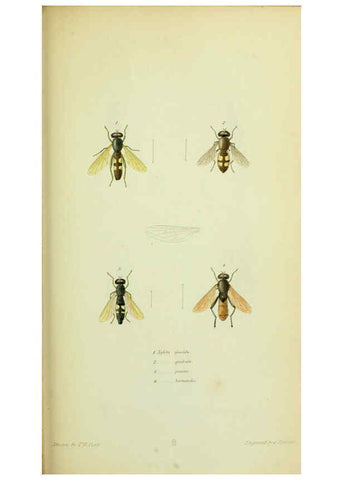 Reproducción/Reproduction 6026022969: American entomology. v.1. Boston :Estes & Lauriat,[1859?] 