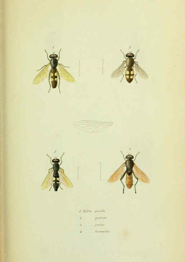 Reproducción/Reproduction 6026022969: American entomology. v.1. Boston :Estes & Lauriat,[1859?] 