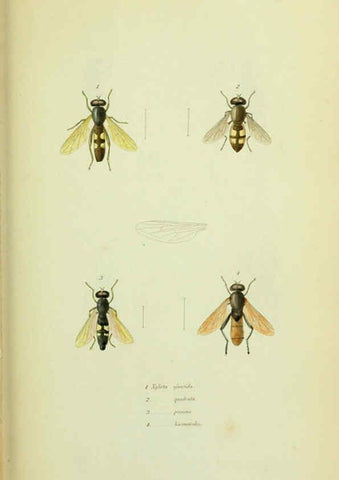 Reproducción/Reproduction 6026022969: American entomology. v.1. Boston :Estes & Lauriat,[1859?] 
