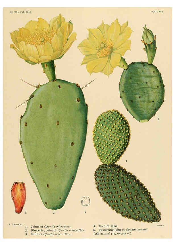 Reproducción/Reproduction 6025952755: The Cactaceae. v.1. Washington :Carnegie Institution of Washington,1919-1923