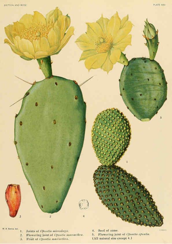 Reproducción/Reproduction 6025952755: The Cactaceae. v.1. Washington :Carnegie Institution of Washington,1919-1923