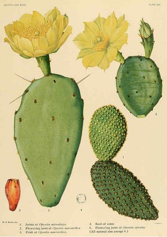 Reproducción/Reproduction 6025952755: The Cactaceae. v.1. Washington :Carnegie Institution of Washington,1919-1923