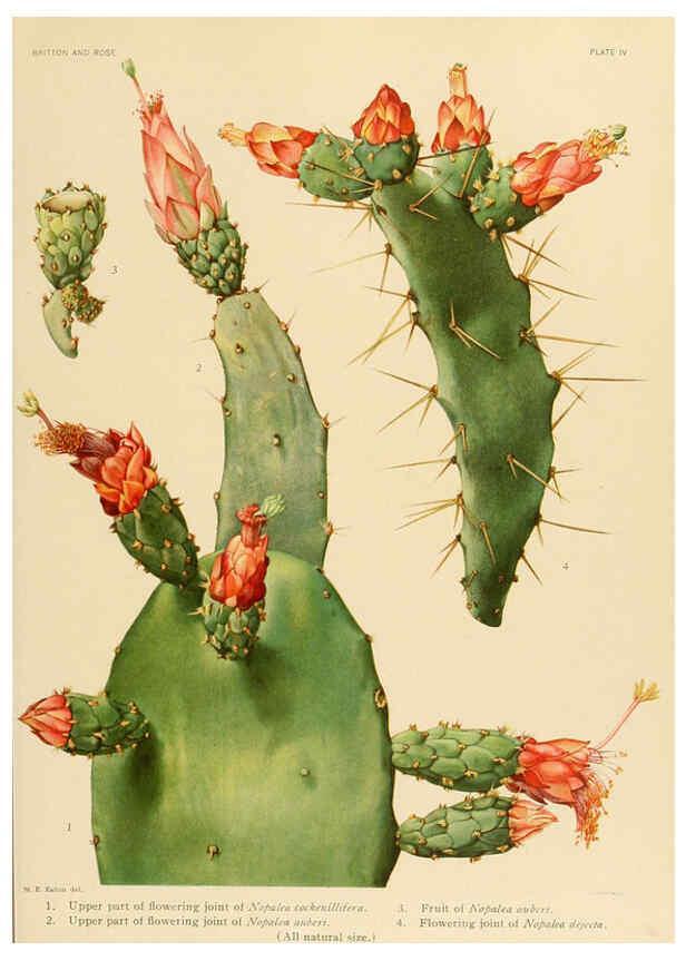 Reproducción/Reproduction 6026502018: The Cactaceae. v.1. Washington :Carnegie Institution of Washington,1919-1923