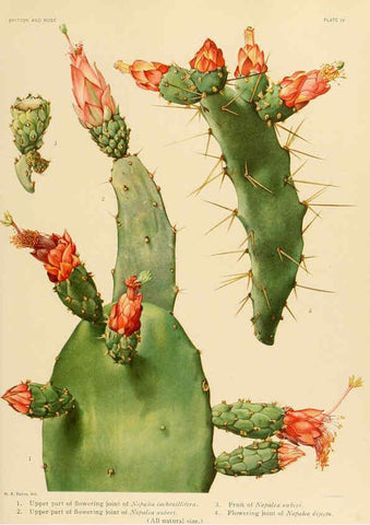 Reproducción/Reproduction 6026502018: The Cactaceae. v.1. Washington :Carnegie Institution of Washington,1919-1923