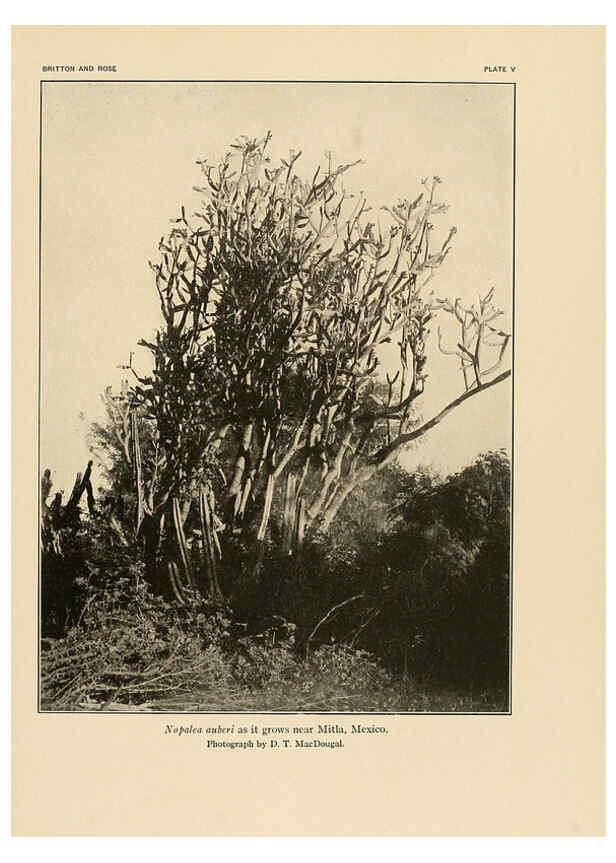 Reproducción/Reproduction 6025946631: The Cactaceae. v.1. Washington :Carnegie Institution of Washington,1919-1923