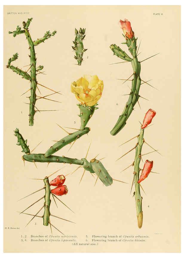 Reproducción/Reproduction 6026502754: The Cactaceae. v.1. Washington :Carnegie Institution of Washington,1919-1923