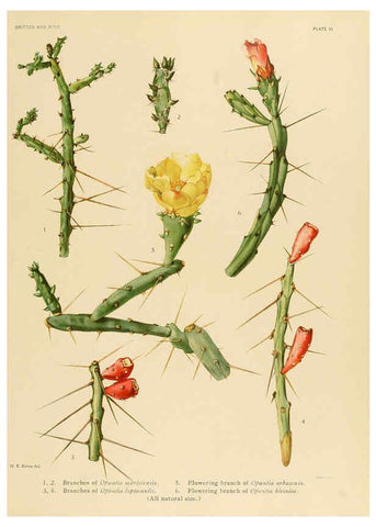 Reproducción/Reproduction 6026502754: The Cactaceae. v.1. Washington :Carnegie Institution of Washington,1919-1923