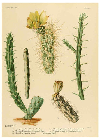 Reproducción/Reproduction 6025947305: The Cactaceae. v.1. Washington :Carnegie Institution of Washington,1919-1923