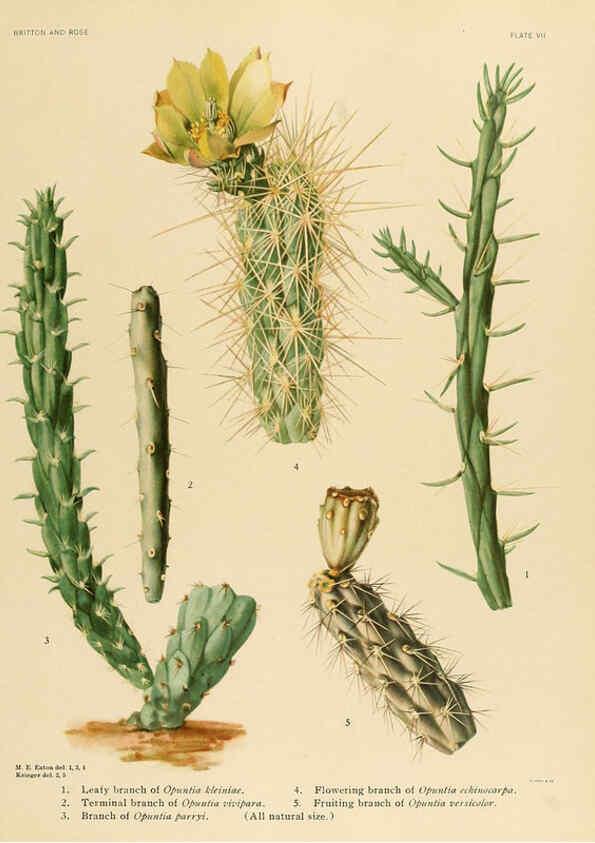 Reproducción/Reproduction 6025947305: The Cactaceae. v.1. Washington :Carnegie Institution of Washington,1919-1923