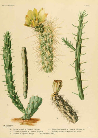 Reproducción/Reproduction 6025947305: The Cactaceae. v.1. Washington :Carnegie Institution of Washington,1919-1923