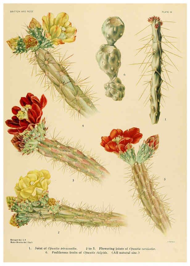 Reproducción/Reproduction 6025947921: The Cactaceae. v.1. Washington :Carnegie Institution of Washington,1919-1923