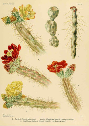 Reproducción/Reproduction 6025947921: The Cactaceae. v.1. Washington :Carnegie Institution of Washington,1919-1923