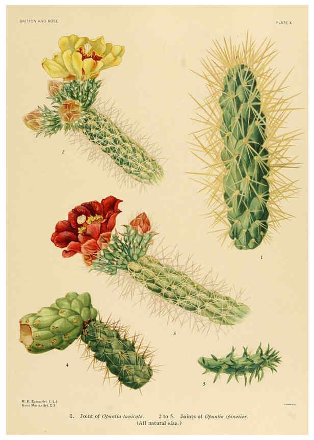 Reproducción/Reproduction 6026504326: The Cactaceae. v.1. Washington :Carnegie Institution of Washington,1919-1923