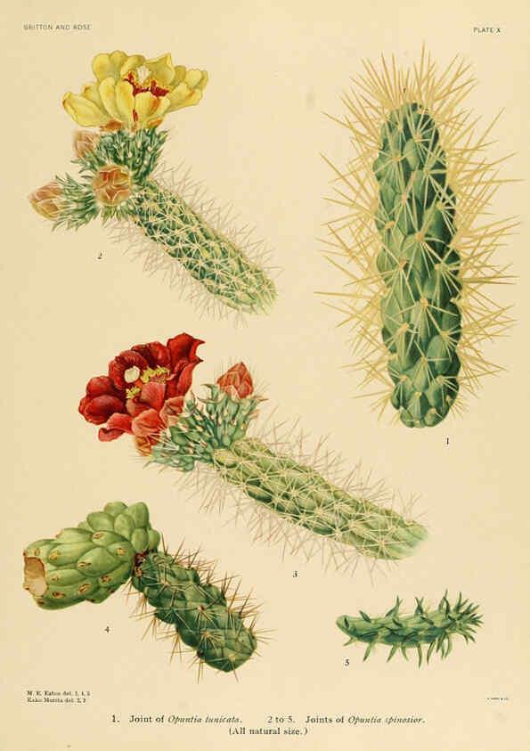 Reproducción/Reproduction 6026504326: The Cactaceae. v.1. Washington :Carnegie Institution of Washington,1919-1923
