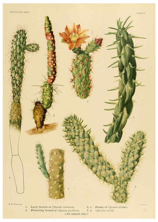 Reproducción/Reproduction 6025948711: The Cactaceae. v.1. Washington :Carnegie Institution of Washington,1919-1923