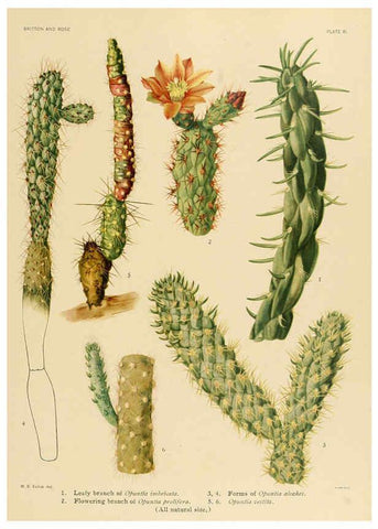 Reproducción/Reproduction 6025948711: The Cactaceae. v.1. Washington :Carnegie Institution of Washington,1919-1923