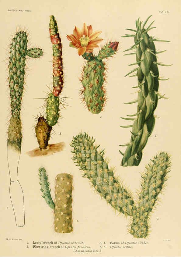 Reproducción/Reproduction 6025948711: The Cactaceae. v.1. Washington :Carnegie Institution of Washington,1919-1923