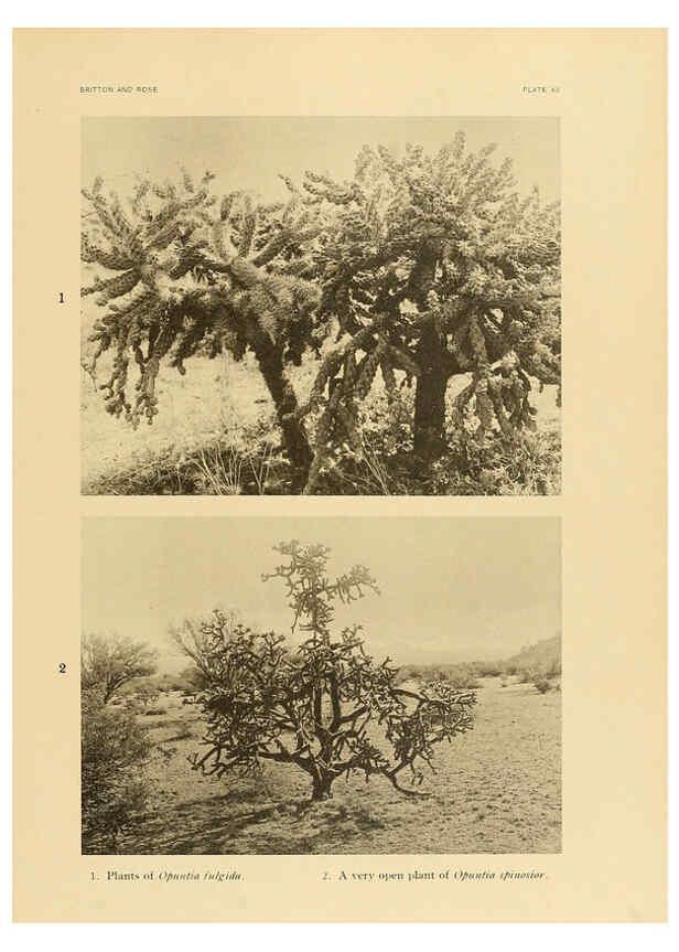 Reproducción/Reproduction 6025948967: The Cactaceae. v.1. Washington :Carnegie Institution of Washington,1919-1923