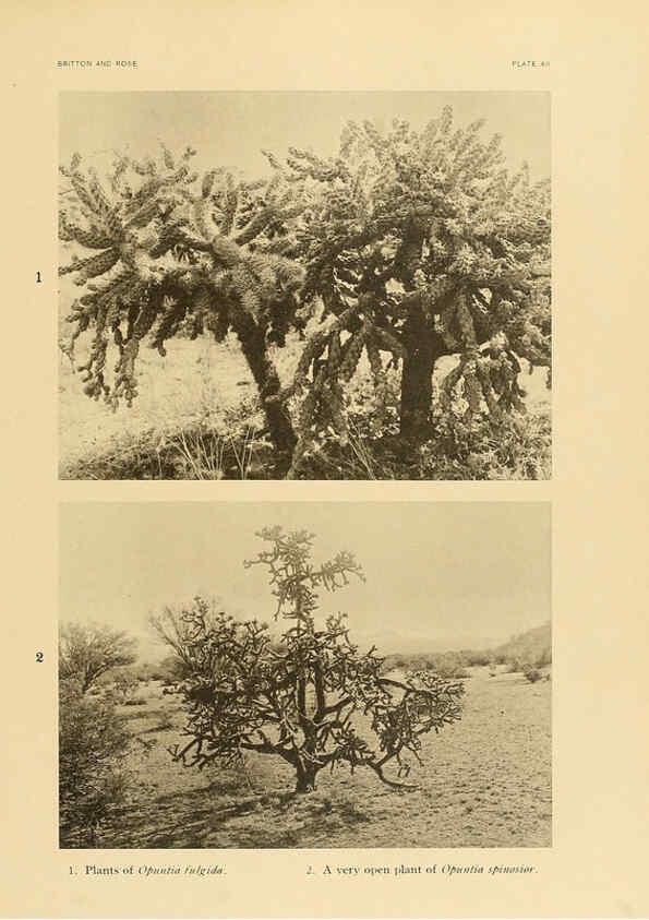 Reproducción/Reproduction 6025948967: The Cactaceae. v.1. Washington :Carnegie Institution of Washington,1919-1923
