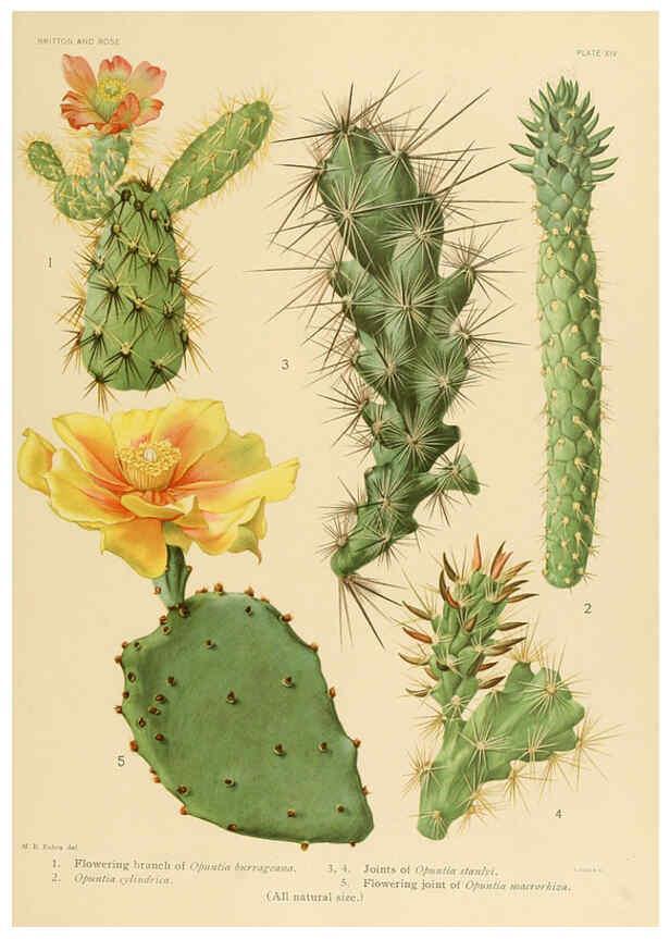 Reproducción/Reproduction 6026505504: The Cactaceae. v.1. Washington :Carnegie Institution of Washington,1919-1923