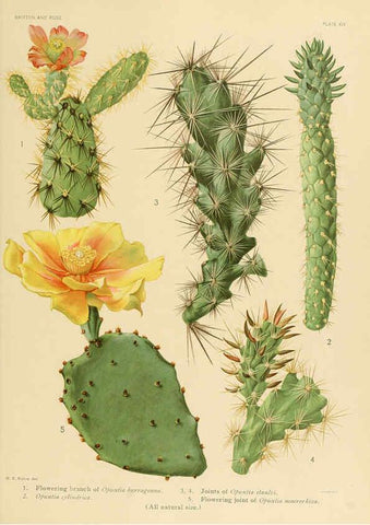 Reproducción/Reproduction 6026505504: The Cactaceae. v.1. Washington :Carnegie Institution of Washington,1919-1923