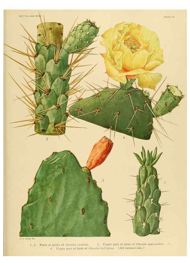 Reproducción/Reproduction 6025950061: The Cactaceae. v.1. Washington :Carnegie Institution of Washington,1919-1923