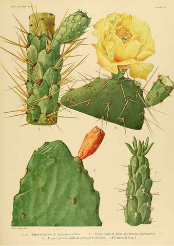 Reproducción/Reproduction 6025950061: The Cactaceae. v.1. Washington :Carnegie Institution of Washington,1919-1923