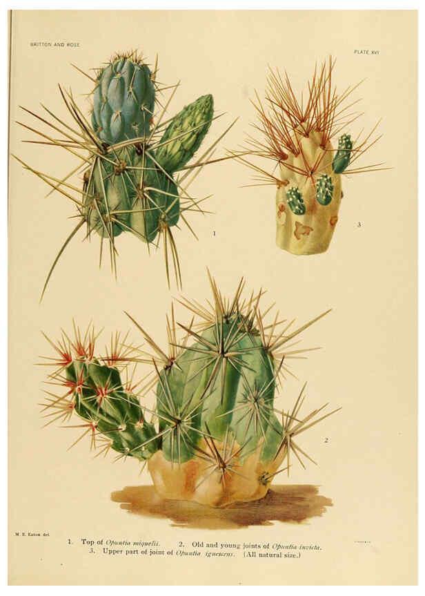 Reproducción/Reproduction 6025950639: The Cactaceae. v.1. Washington :Carnegie Institution of Washington,1919-1923