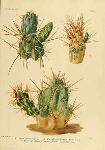 Reproducción/Reproduction 6025950639: The Cactaceae. v.1. Washington :Carnegie Institution of Washington,1919-1923
