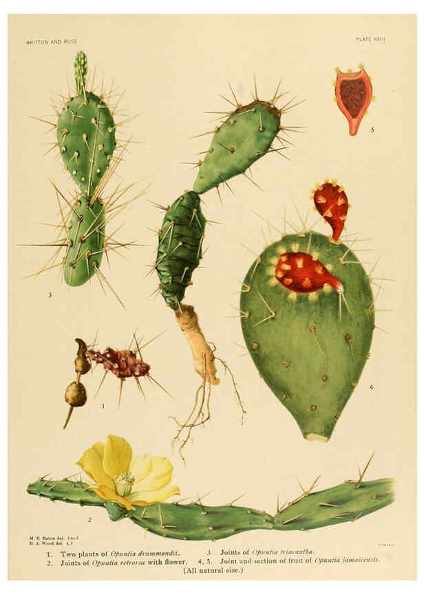 Reproducción/Reproduction 6025951147: The Cactaceae. v.1. Washington :Carnegie Institution of Washington,1919-1923