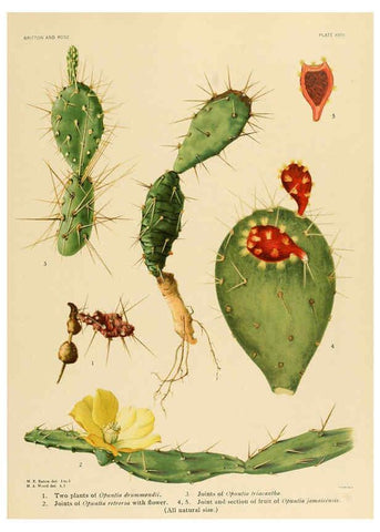 Reproducción/Reproduction 6025951147: The Cactaceae. v.1. Washington :Carnegie Institution of Washington,1919-1923