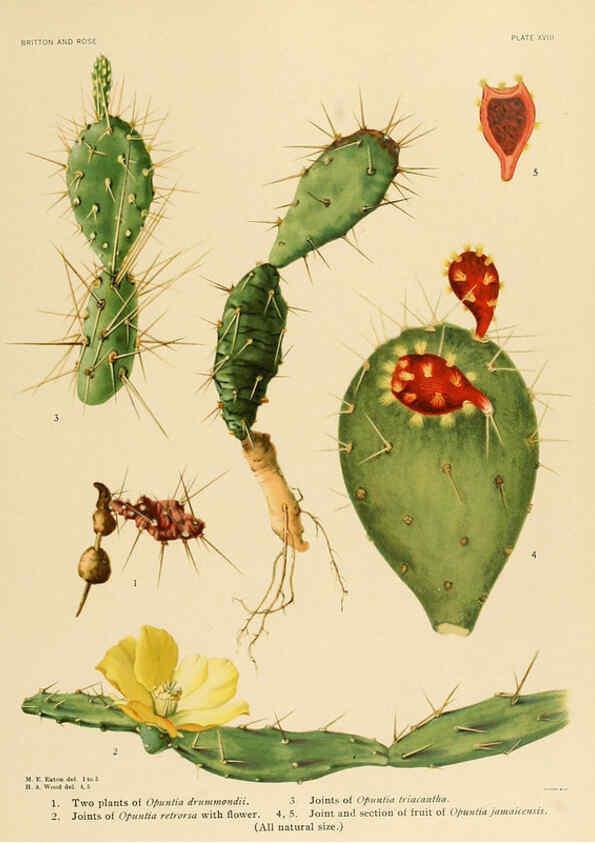 Reproducción/Reproduction 6025951147: The Cactaceae. v.1. Washington :Carnegie Institution of Washington,1919-1923