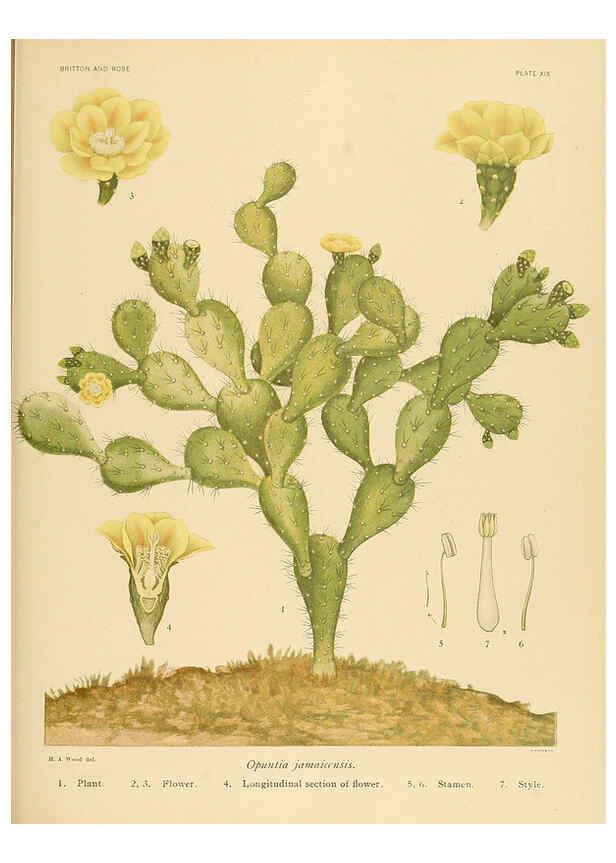 Reproducción/Reproduction 6025951379: The Cactaceae. v.1. Washington :Carnegie Institution of Washington,1919-1923
