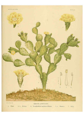 Reproducción/Reproduction 6025951379: The Cactaceae. v.1. Washington :Carnegie Institution of Washington,1919-1923