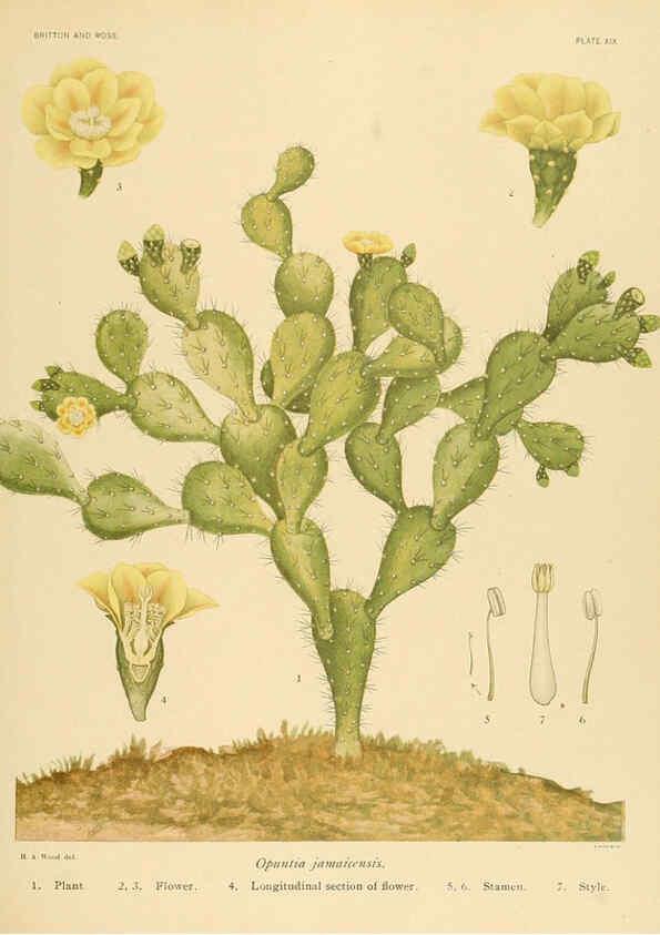 Reproducción/Reproduction 6025951379: The Cactaceae. v.1. Washington :Carnegie Institution of Washington,1919-1923
